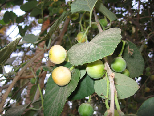 اشجارالفاكهة Mshatelna